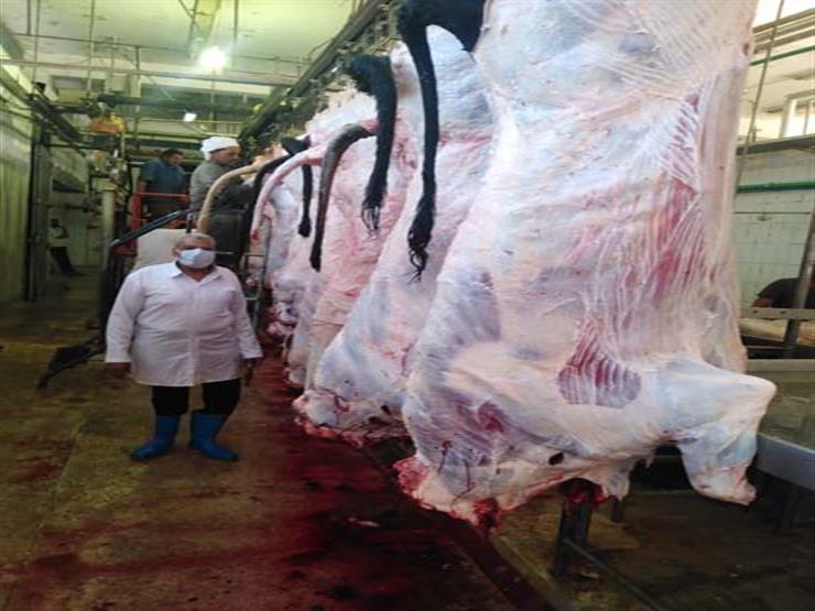 شعبة القصابين عن استيراد العجول من تشاد: سيقلل أسعار اللحوم البلدي