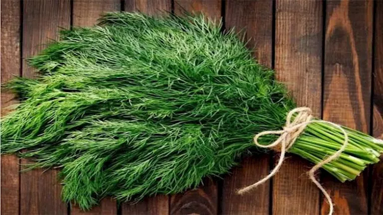 تناول الشبت يوميا.. 7 فوائد صحية قد تغير نمط حياتك 