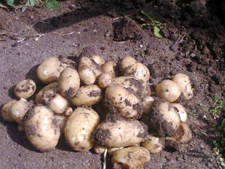 "الزراعة": أكثر من مليون طن بطاطس تم فحصها منذ بداية الموسم بمعامل مكافحة العفن البني