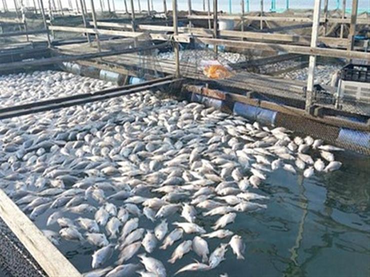 الزراعة: مصر على وشك تحقيق 90% اكتفاء ذاتي من احتياجها للأسماك