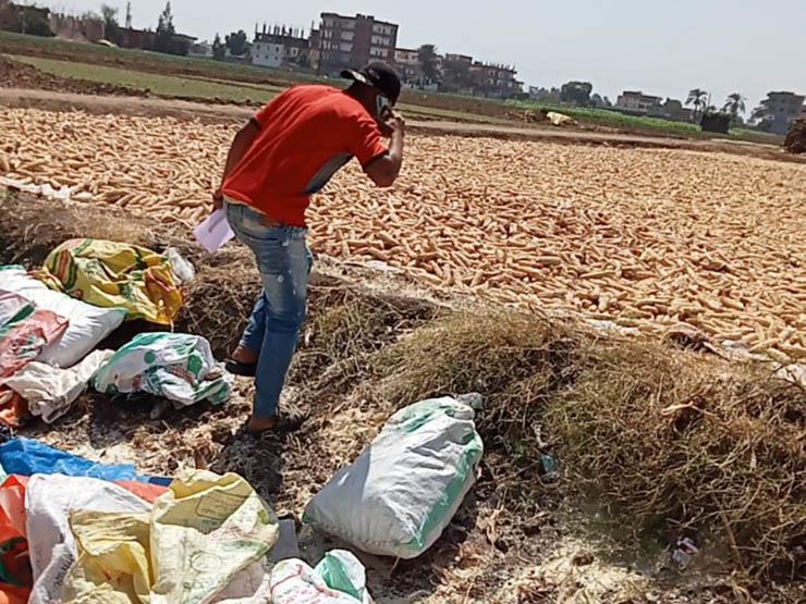 "الزراعة": ضبط 150 طن تقاوي ذرة شامية غير مرخصة بالبحيرة -صور "الزراعة": ضبط 150 طن تقاوي ذرة شامية غير مرخصة بالبحيرة -صور