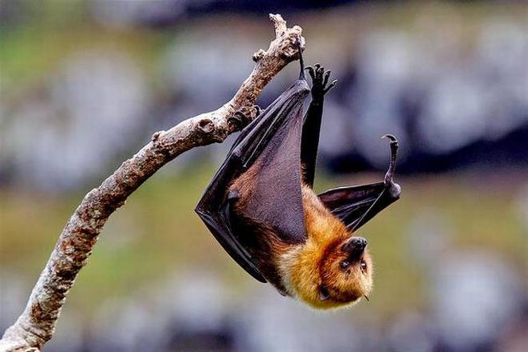 دراسة صينية: تبرئ الخفافيش من انتشار فيروس كورونا المستجد في ووهان