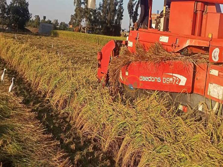  "كما حدث في القمح".. التموين: قد نطبق إجراءات لتوريد الأرز في موسم الحصاد 