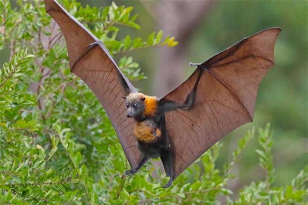 اكتشاف فيروس جديد في الصين بين الخفافيش