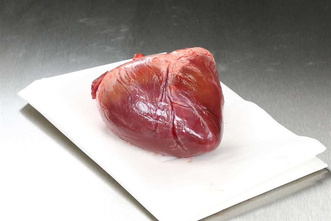 قلب الخنزير