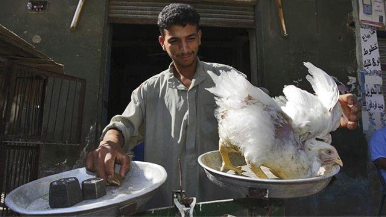 الثنائية تخلى تقهقر  الدولار يهدد الدجاجة.. ماذا يحدث لصناعة الدواجن في مصر؟ | مصراوى