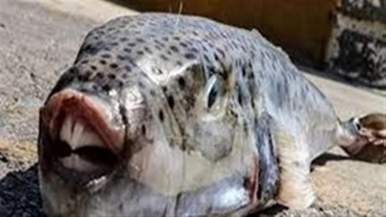 الجيزة محذرة المواطنين من تناول سمكة الأرنب: الأخطر في العالم وقاتلة 