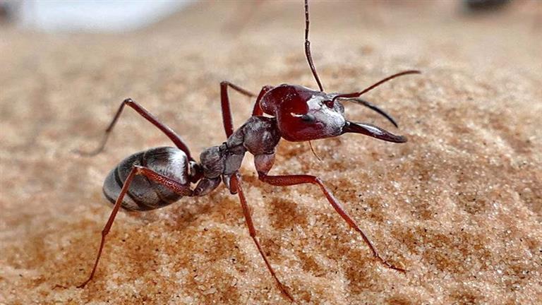 النمل وسيلة فعالة لتشخيص السرطان- السر في رائحة البول