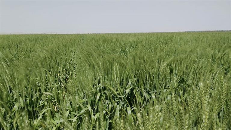 وزير الزراعة: إجمالي مساحة الأراضي المنزرعة من القمح وصلت 3.5 مليون فدان