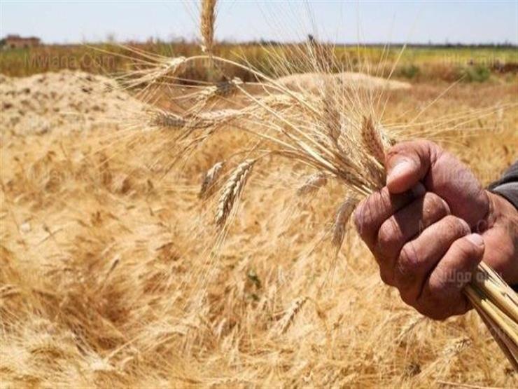 نقيب الزراعيين: قرار الرئيس بمنح حافز إضافي لسعر أردب القمح سبب ارتياح للمزارعين