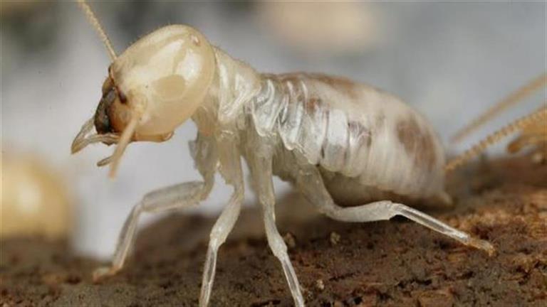 بعد قرارها توزيع مبيداته مجانًا.. "الزراعة" تكشف مخاطر النمل الأبيض