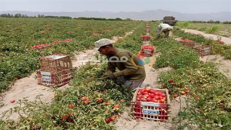 نقيب الفلاحين: أرباح زراعة فدان الطماطم تصل إلى نصف مليون جنيه