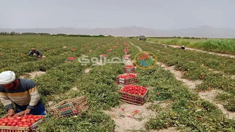 مصر – حقيقة رش الطماطم بمادة تسبب الفشل الكلوي