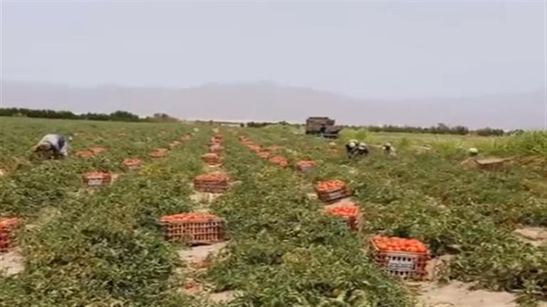 "العروة ظهرت والطماطم كترت".. مصراوي مع المزارعين في أرض الخير بسيناء