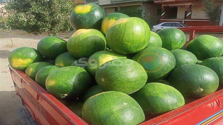 الزراعة تكشف عن سبب "بياض" البطيخ من الداخل  