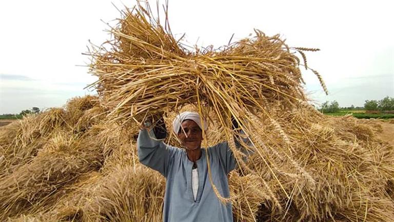 أشهر فلاح في مصر: "رقصت من فرحتي بحصاد القمح"