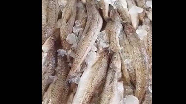"المكرونة" سمك المزاج في بورسعيد أصناف وأشكال.. والكيلو بـ 80 جنيه