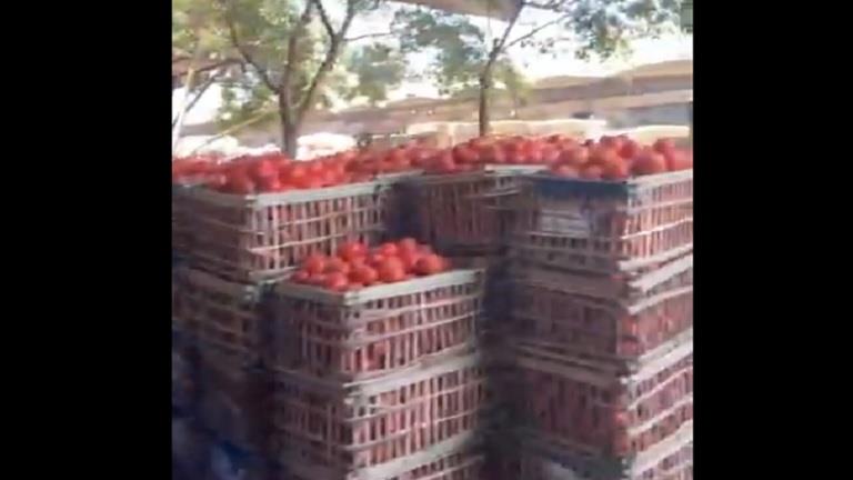 الطماطم بـ 10 جنيهات.. تعرف على أسعار الخضروات بسوق العبور اليوم