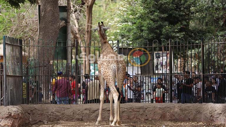 Agriculture : 40 000 visiteurs du zoo le premier jour de l’Aïd al-Fitr