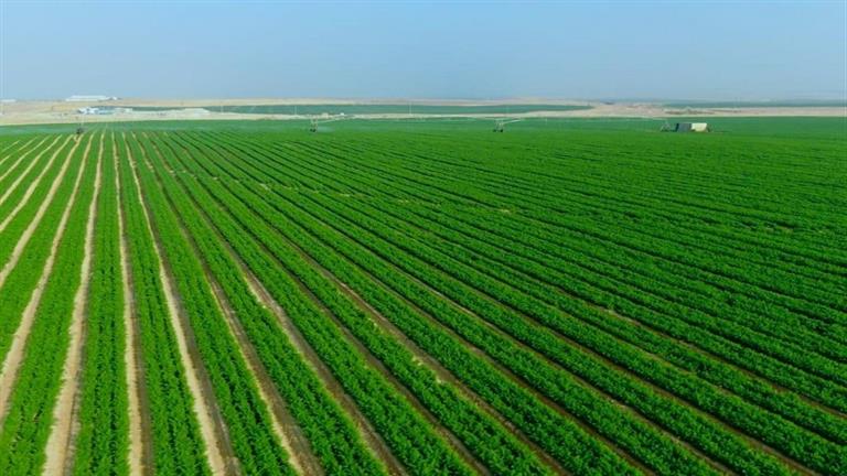 مدير مشروع مستقبل مصر: خطة زراعية لمنع تعطش السوق من المحاصيل الزراعية