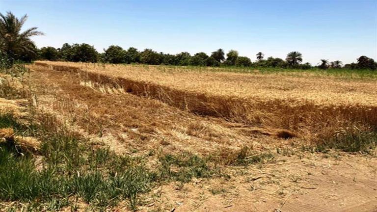 زراعة قمح  أرشيفية