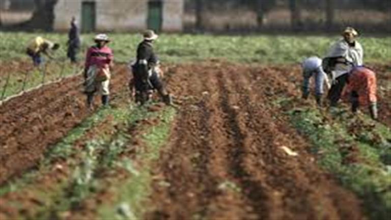 خبير اقتصادي: إفريقيا لديها 200 مليون فدان صالحة للزراعة
