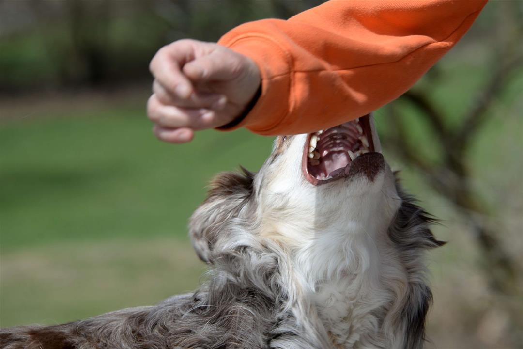 عضة الكلب خطيرة- 9 نصائح لإنقاذ نفسك "فيديوجرافيك"