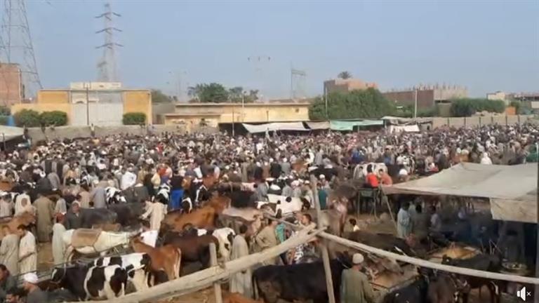 قبل أيام من عيد الأضحى.. زحام وإقبال كثيف على سوق المناشي للمواشي