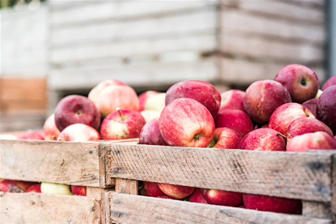 لمرضى السكري- كم تفاحة يمكن تناولها يوميًا؟