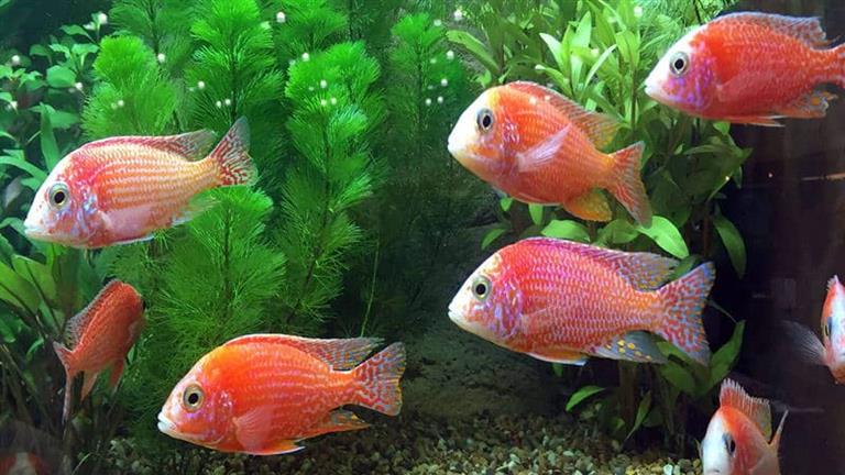  58 نوعا من الأسماك  المصرية مهدد بالانقراض.. المناخ يهدد التنوع البيولوجي
