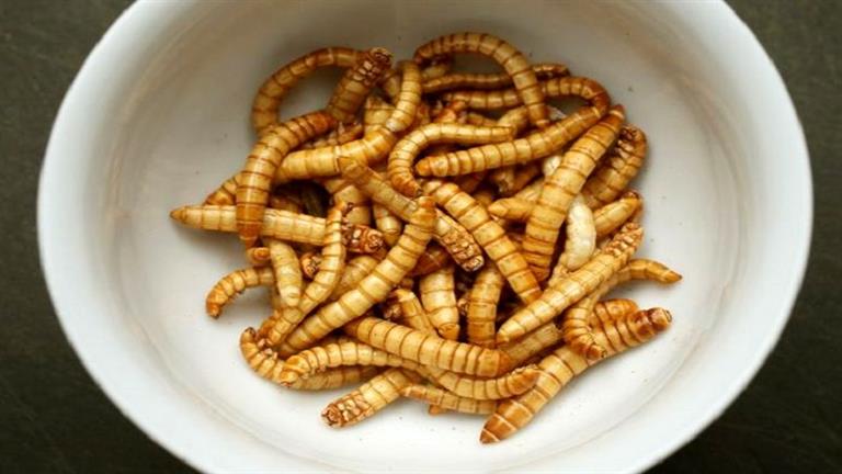 Ka shije si mish dhe karkaleca... një ushqim i ri me krimba për të zgjidhur krizën e obezitetit Masrawy