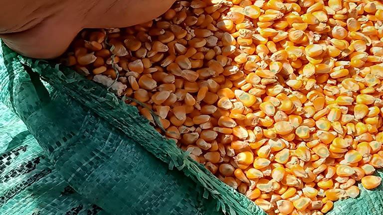 الزراعة: تكلفة فدان الذرة الصفراء على المزارع 15 ألف ويتم بيعه بنحو 35 ألف جنيه