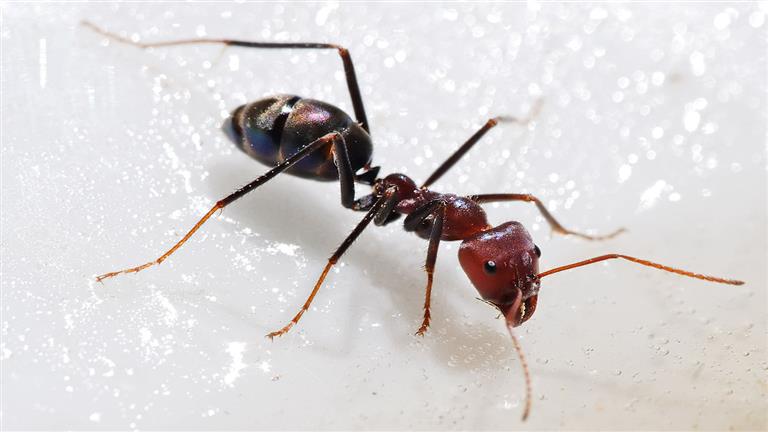 مكونات سحرية للتخلص من النمل نهائيا.. وهذه أضراره على صحتك