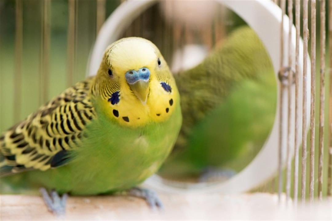 هل تربية العصافير تسبب تليف الرئة؟
