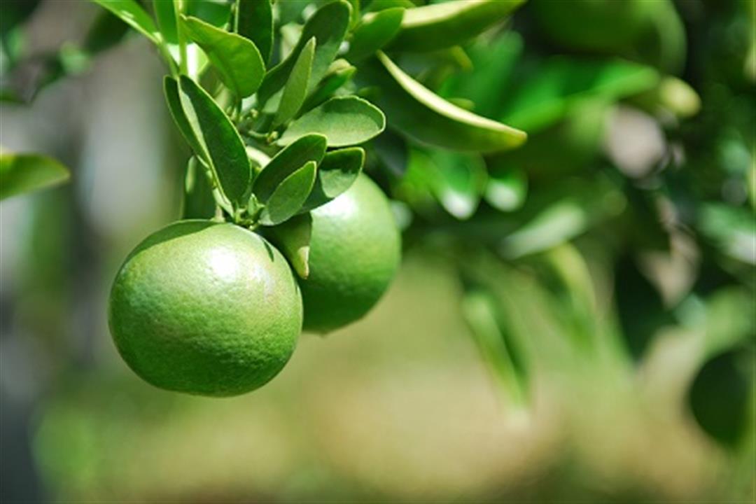 ما تأثير تناول البرتقال الأخضر على الجهاز الهضمي؟