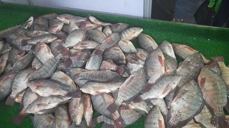 انخفاض البلطي.. أسعار السمك في سوق العبور اليوم الاثنين