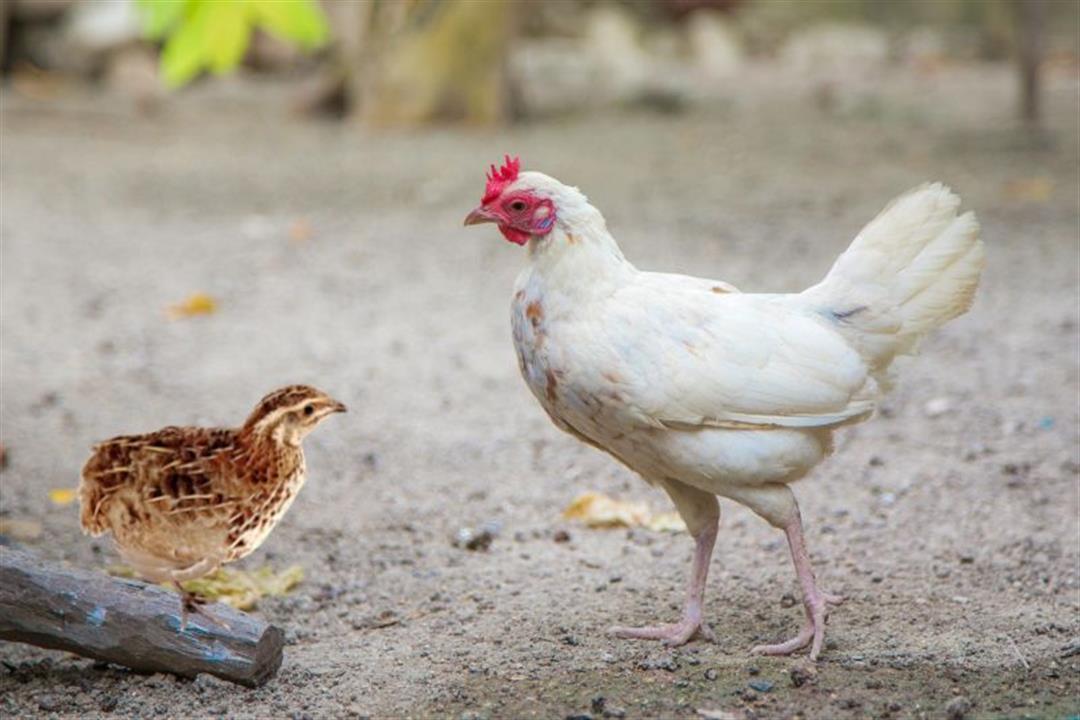 keep-quails-with-chickens