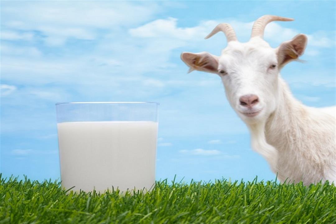 ماذا يحدث لجسمك عند شرب حليب الماعز؟