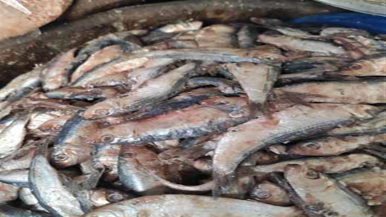 حقيقة صورة دفن الأسماك الميتة بسبب حملة المقاطعة
