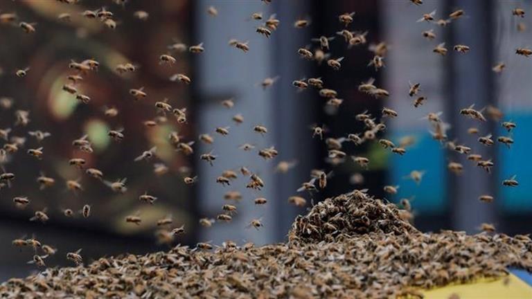 اليوم العالمي لقرص النحل.. هل يمكن استخدامه في العلاج؟