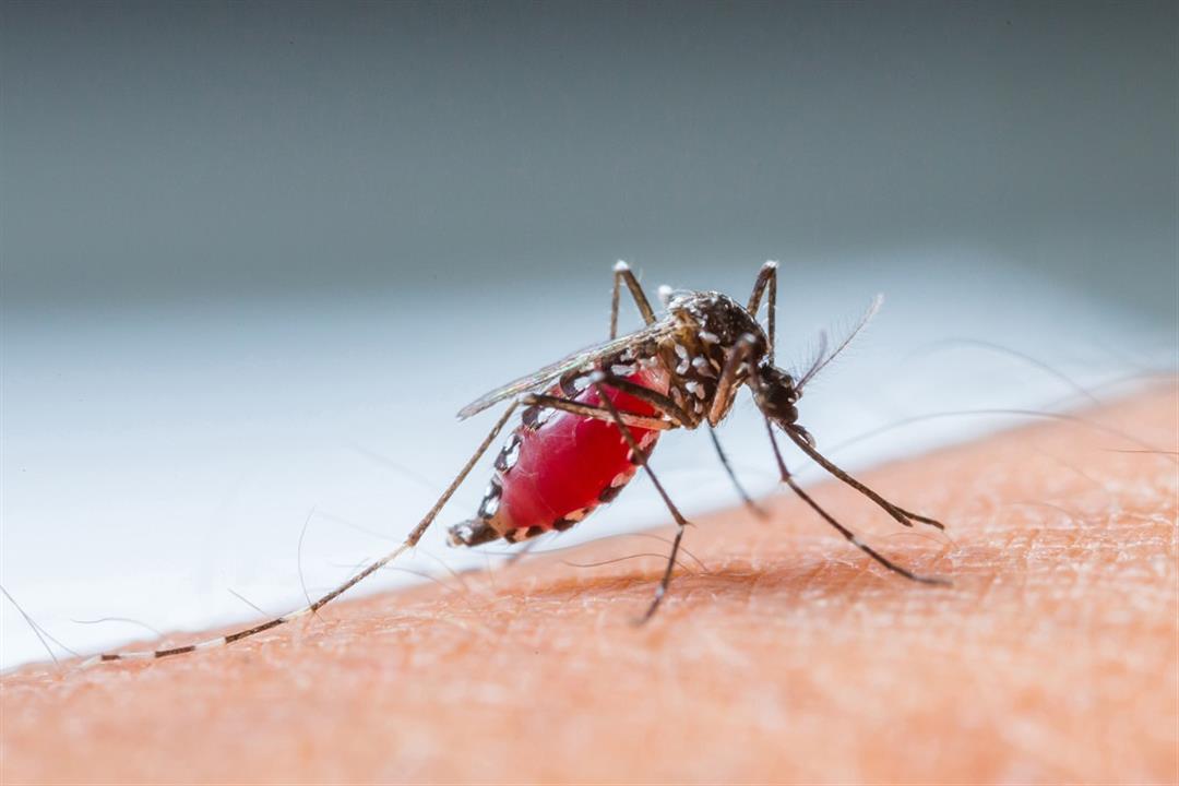 س & ج- دليل شامل عن الملاريا