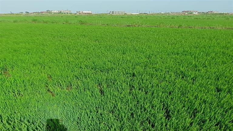 الزراعة تكشف تفاصيل تفاصيل إضافة 3 مليون فدان للمساحة المزروعة بمصر