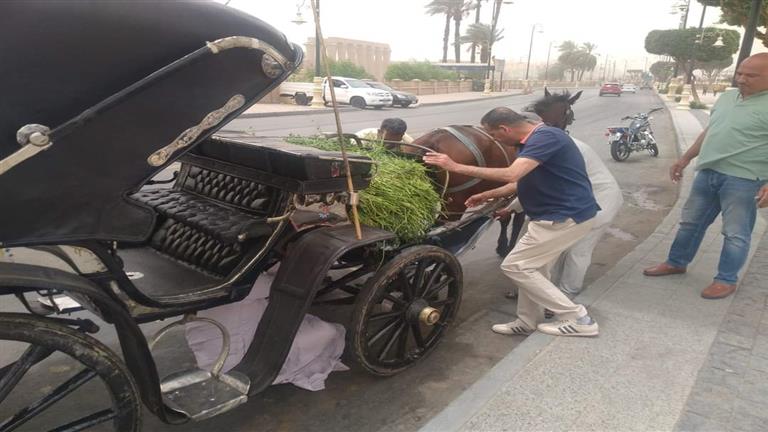 صورة تعرف على مواصفات لوحات عربات “الكارو والحنطور” بعد تعديل قان