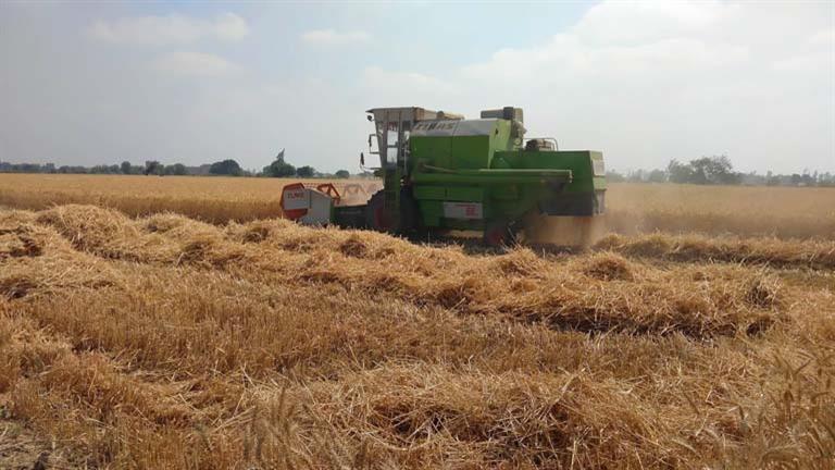 الزراعة تتابع في سوهاج زراعة القمح وتوفير التقاوي والأسمدة