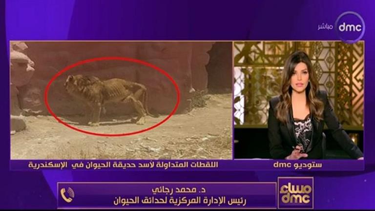 رئيس الإدارة المركزية لحدائق الحيوان عن صورة الأسد الهزيل: "معندناش النوعية دي"