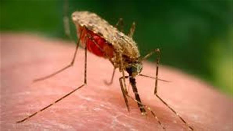 6 نصائح مهمة للوقاية من الإصابة بالملاريا