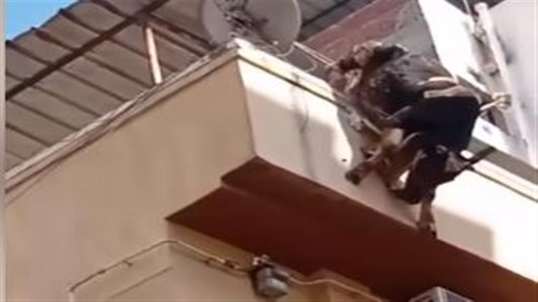 Video Shows Heartbreaking Moment Calf Falls to Its Death from 4-Storey House in Damanhour