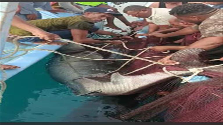 صياد "قرش النمر": منع الصيد في البحر الأحمر سبب هجوم القرش على السائح الروسي