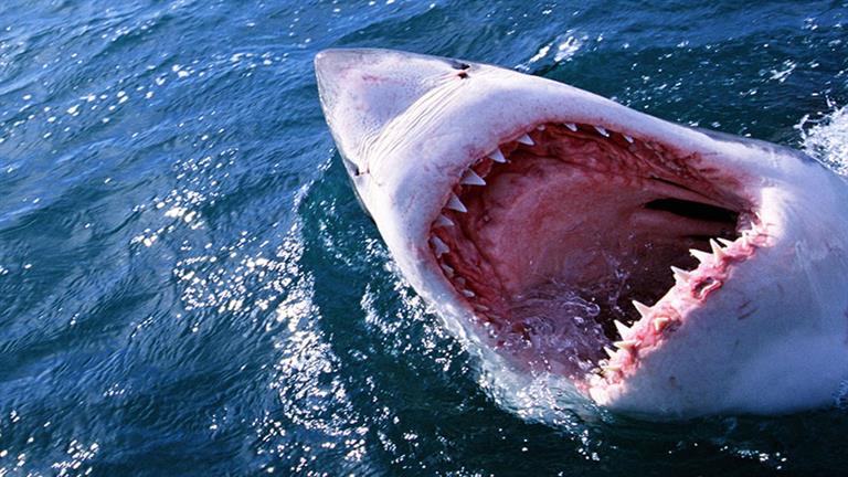 البيئة: الصيد الجائر وقلة مخزون الأسماك من أسباب هجوم سمكة القرش على السائح الروسي