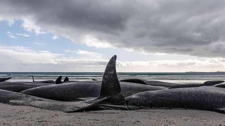 بالصور.. مذبحة الحيتان الطيارة وكلاب البحر على شواطئ المحيطات